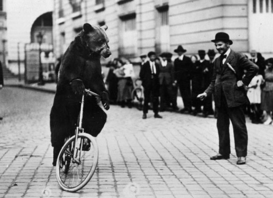 A bear riding a bicycle. Yes, really.