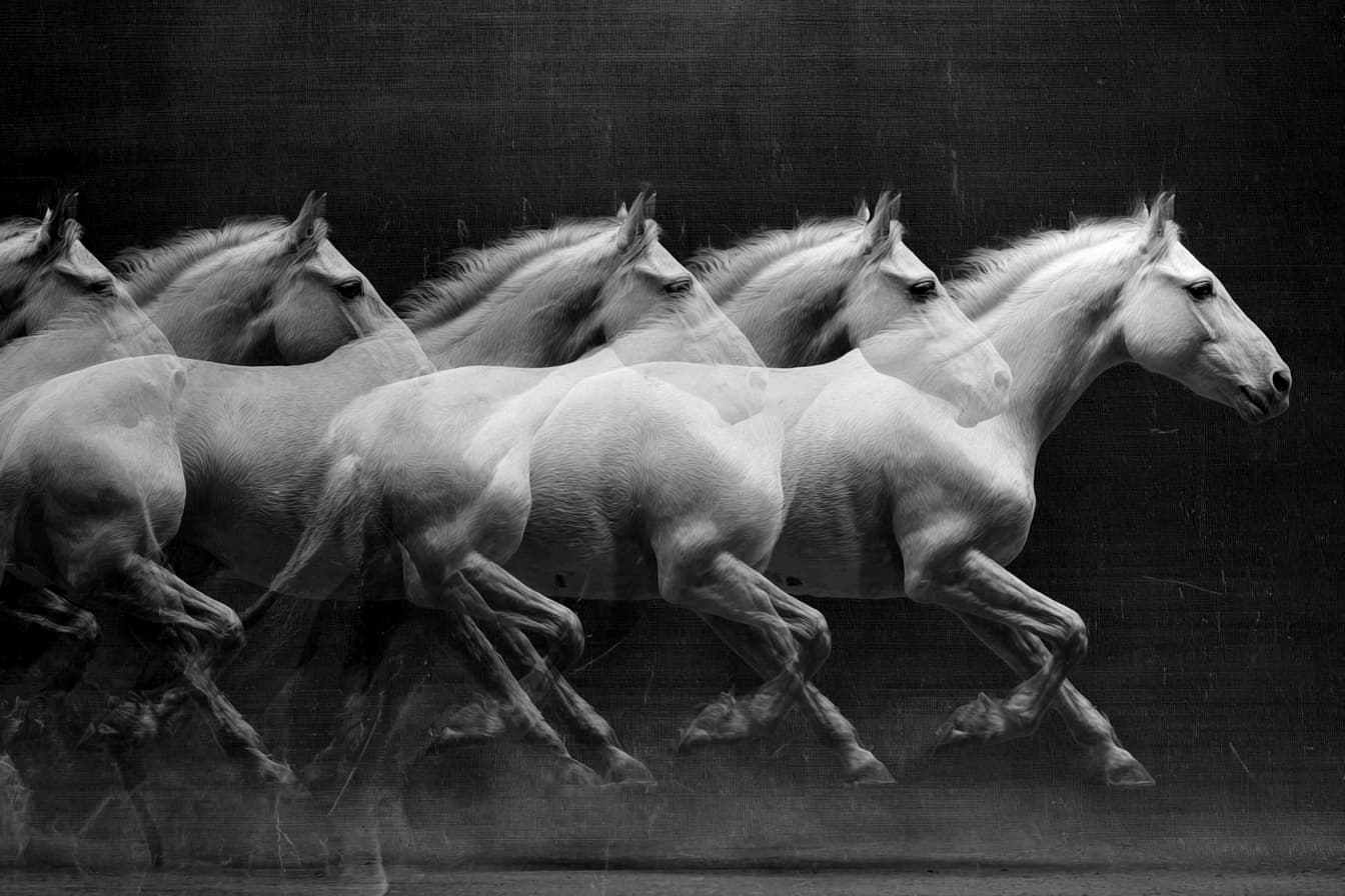 Time lapse image of a galloping horse